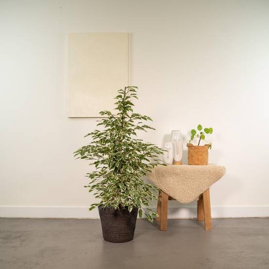 Ficus Benjamina Twilight et son panier naturel noir h95cm 95cm - Plante d'intérieur- La Green Touch - Image 3