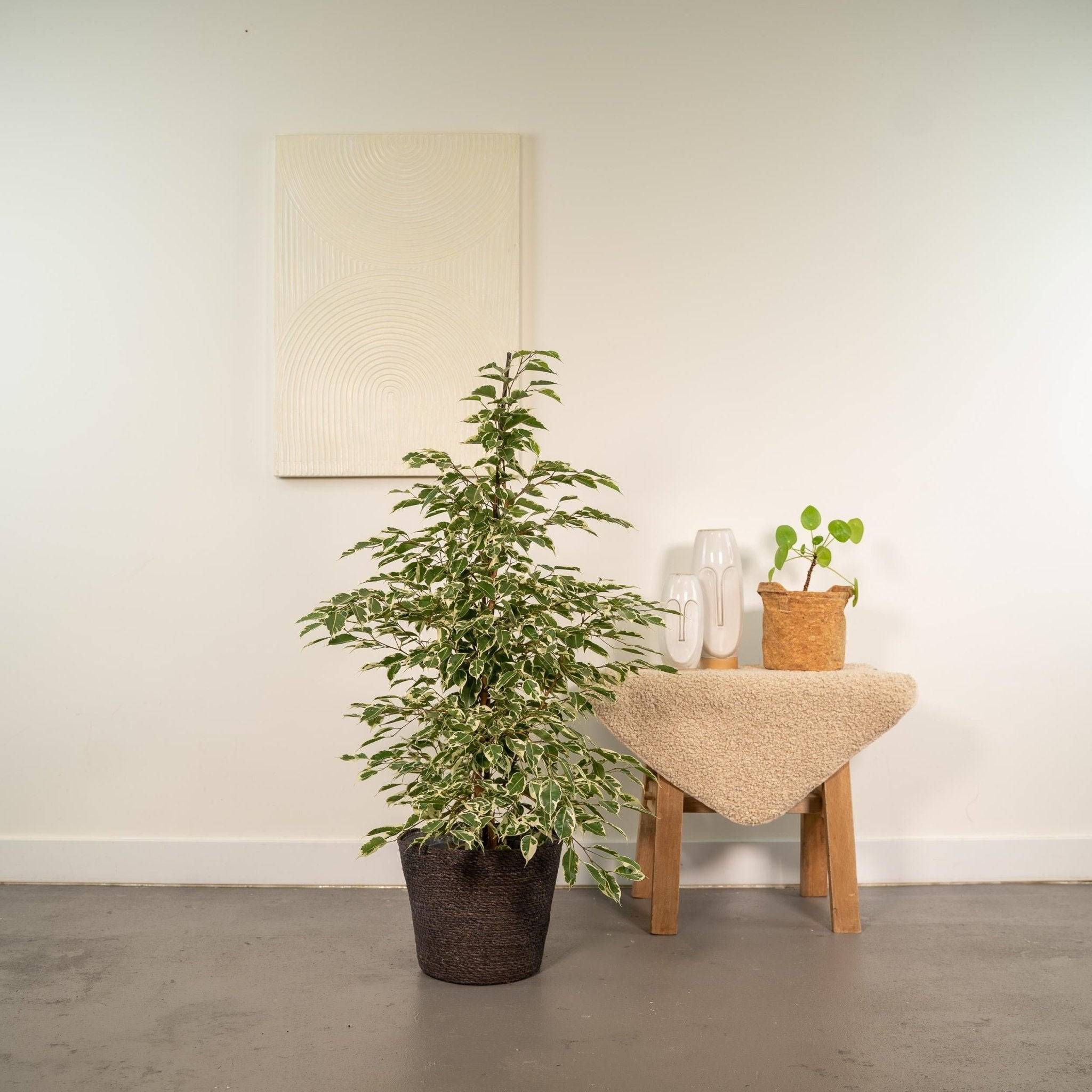 Ficus Benjamina Twilight et son panier naturel noir  h95cm 95cm - Plante d'intérieur- La Green Touch - Image 3