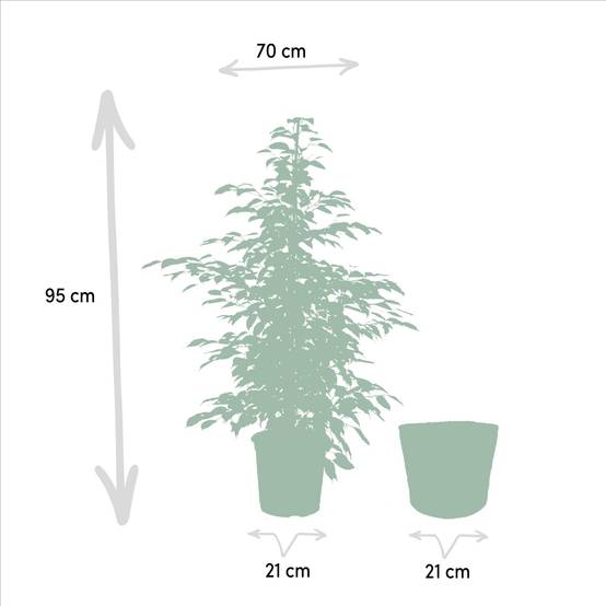 Ficus Benjamina Twilight et son panier naturel noir h95cm 95cm - Plante d'intérieur- La Green Touch - Image 6