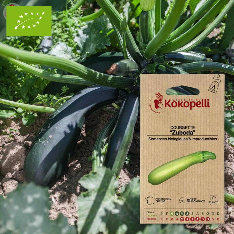 Courgette Zuboda- Graines bio à semer - Imagen 1