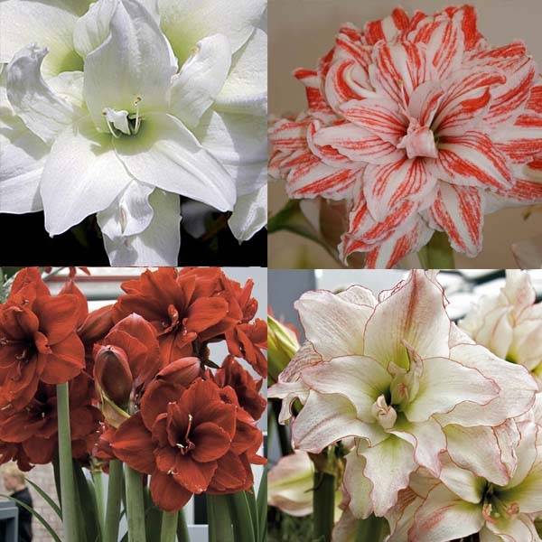 Promesse de Fleurs - Collection de 4 Amaryllis Doubles - Collection de 4 plantes