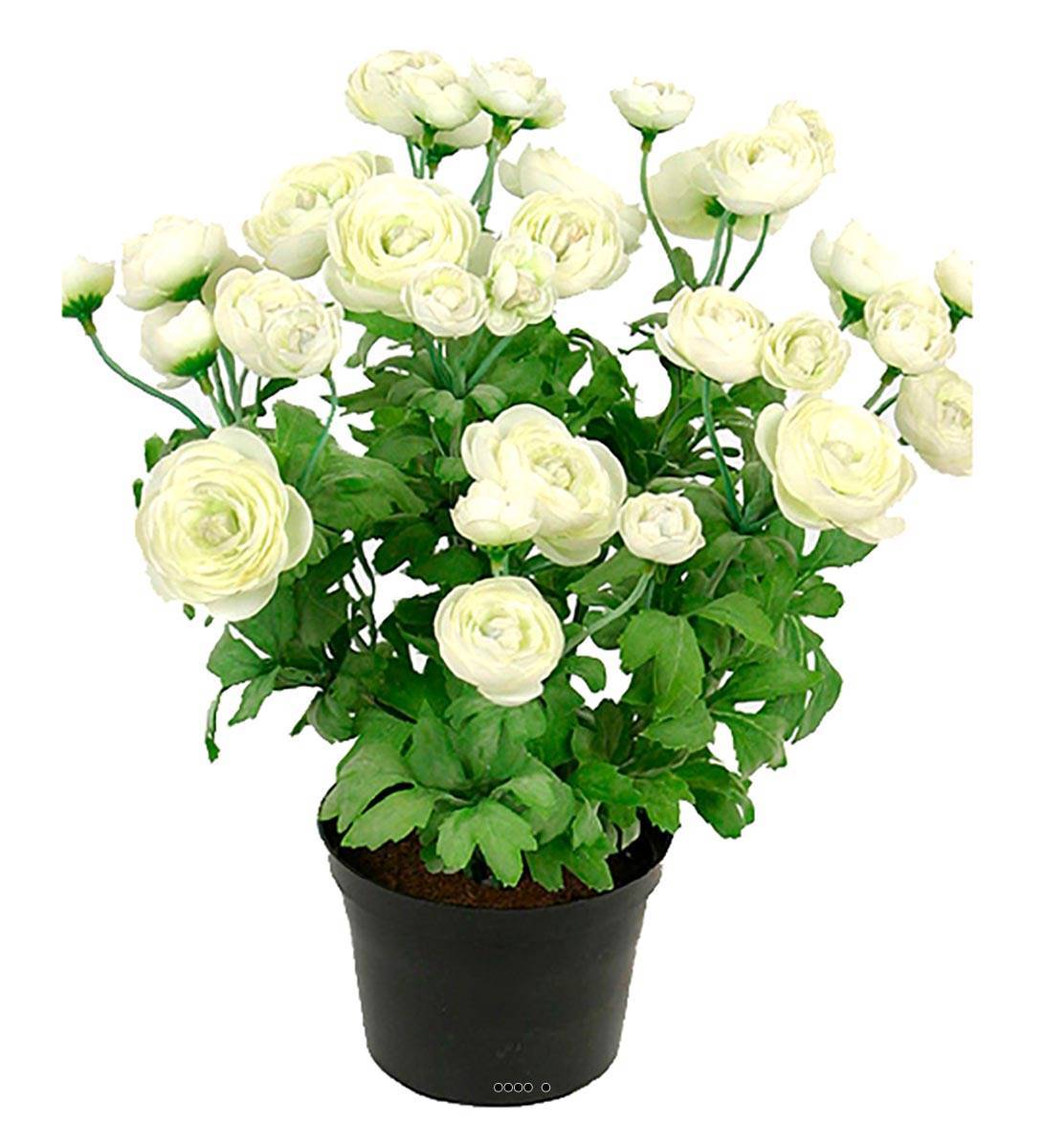 Artificielles - Renoncule factice en pot H28cm 32 fleurs artificielles superbes Crème - couleur: Crème - Imagen 2