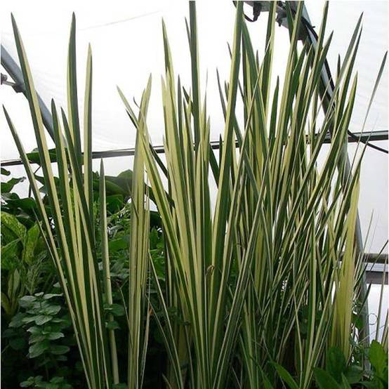 Acorus calamus Variegatus - Calame panaché Godet de 8/9 cm