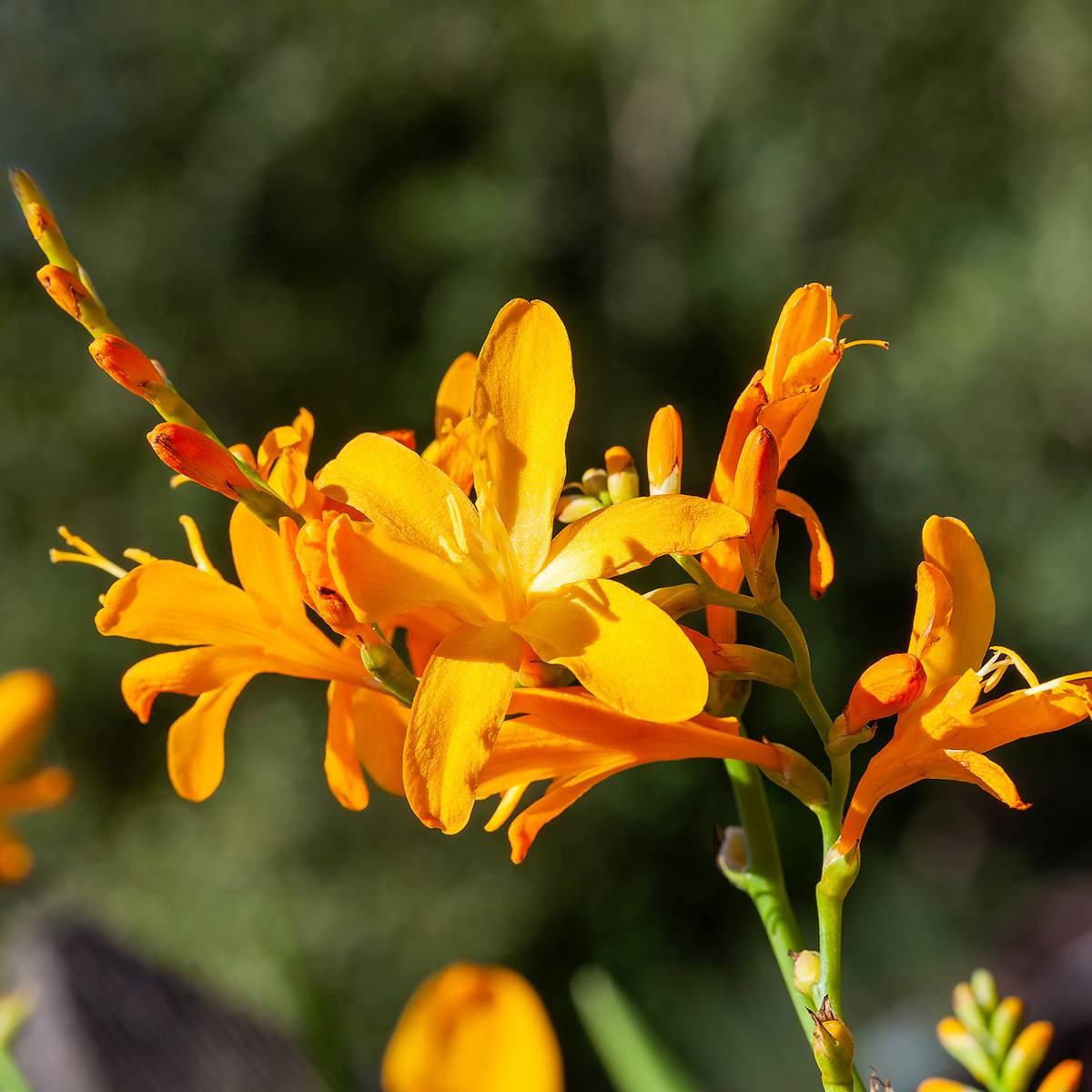 Crocosmia Disco Dancer - Montbretia Bulbe calibre 8+ (par 15)