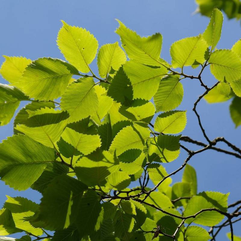 Orme LUTECE® 'Nanguen', Ulmus - Pot de 15L - Tige 14/16 - Haut. 150/175 cm