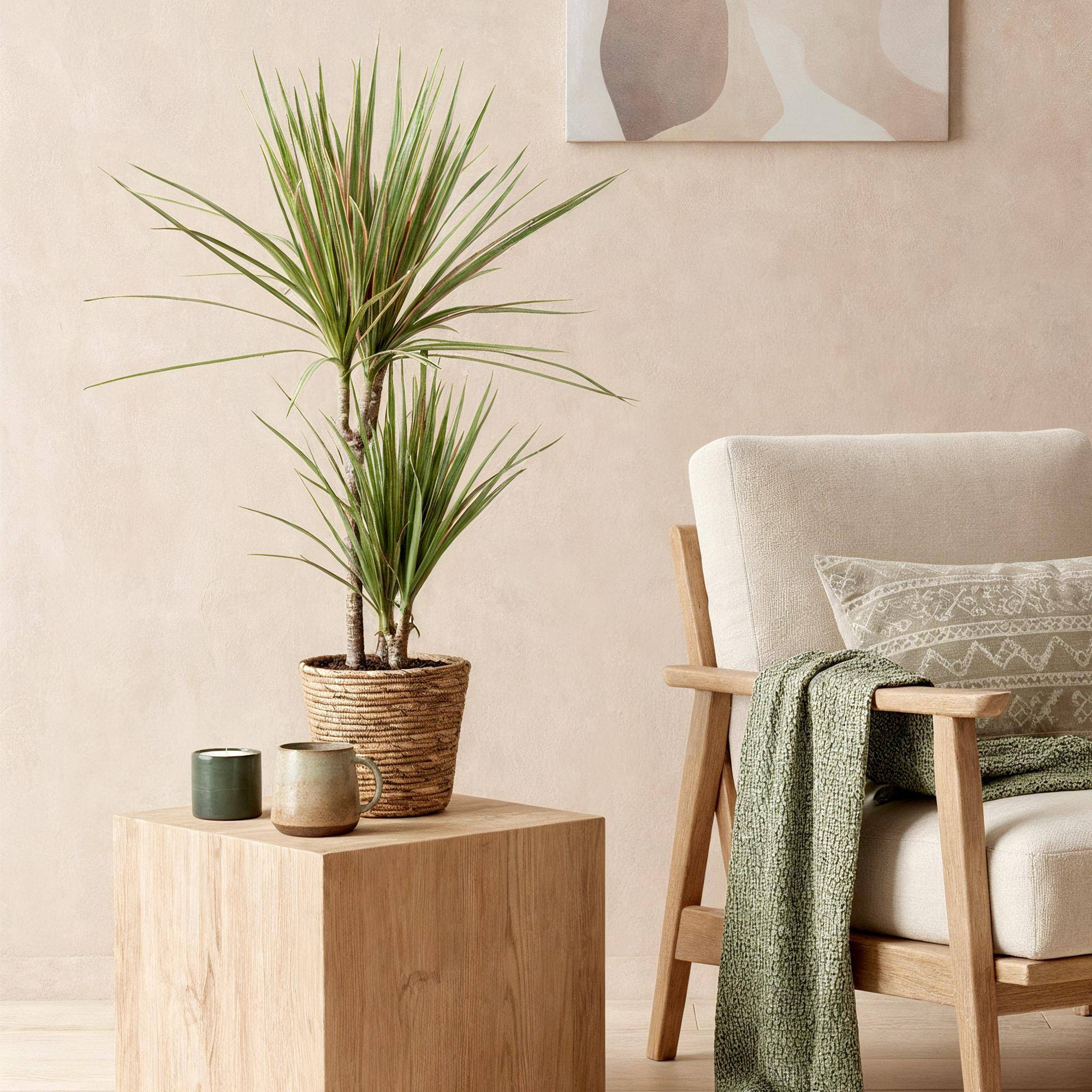 Dracaena Marginata Bicolor - Pot de 17cm - Plantes d'intérieur - Image 4