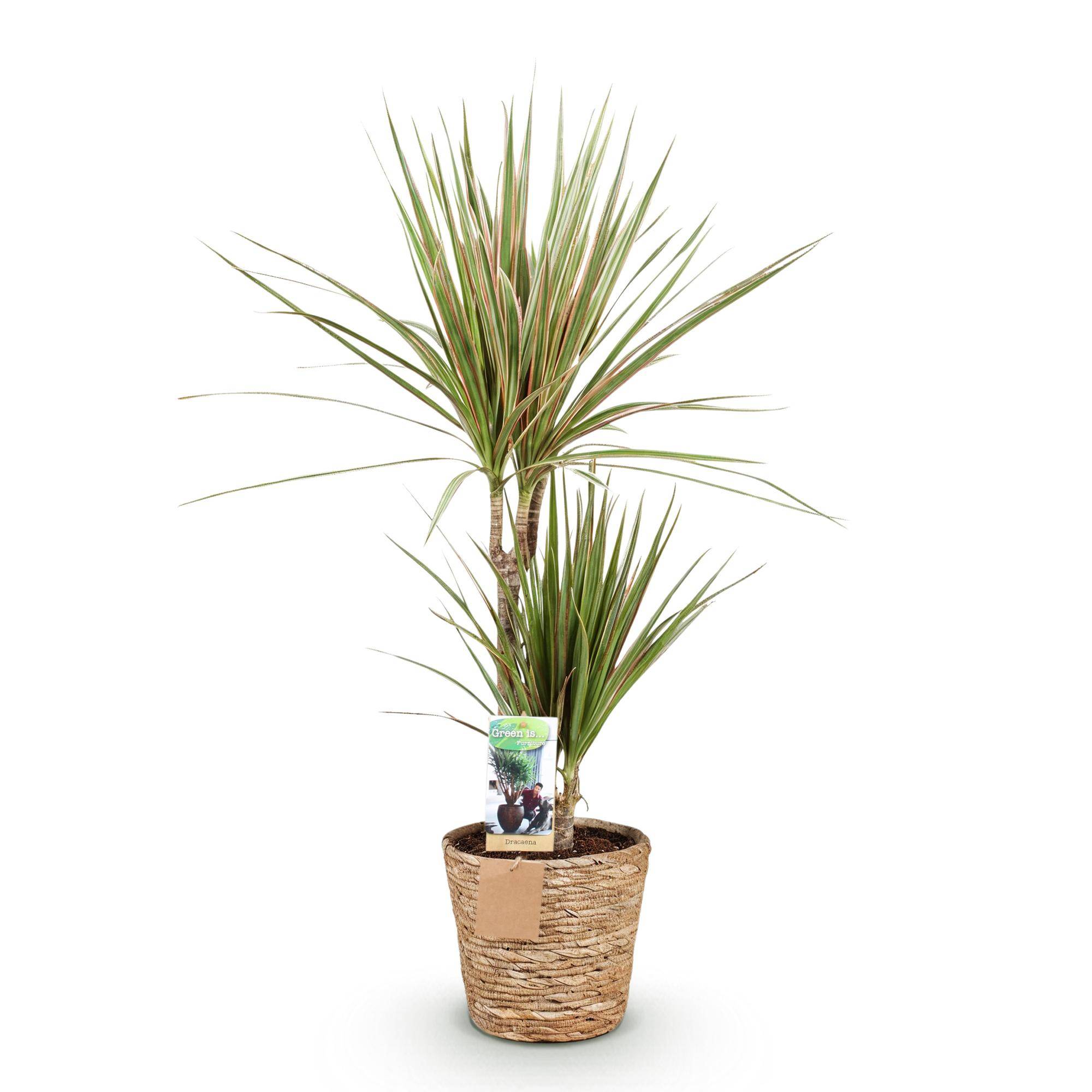 Dracaena Marginata Bicolor - Pot de 17cm - Plantes d'intérieur - Image 2