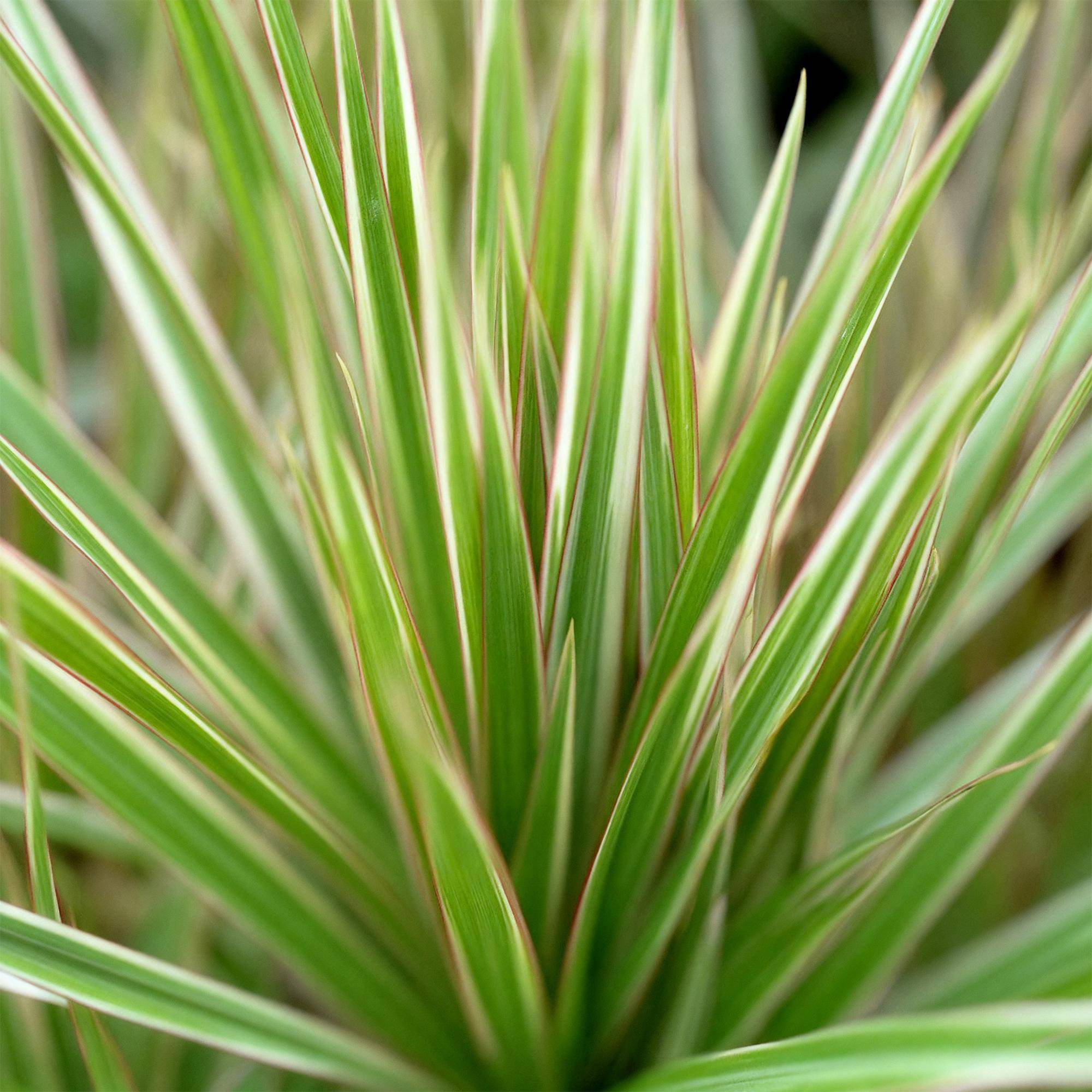 Dracaena Marginata Bicolor - Pot de 17cm - Plantes d'intérieur - Image 5