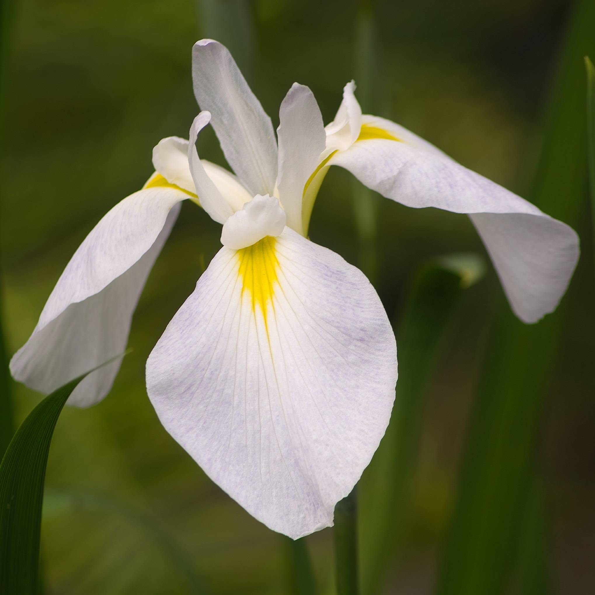 Iris blanc - Iris kaempferi - Lot de 4 avec panier - Image 3