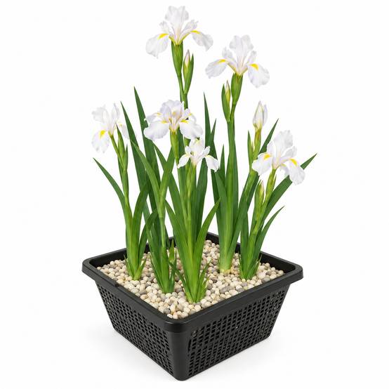 Iris blanc - Iris kaempferi - Lot de 4 avec panier - Image 1