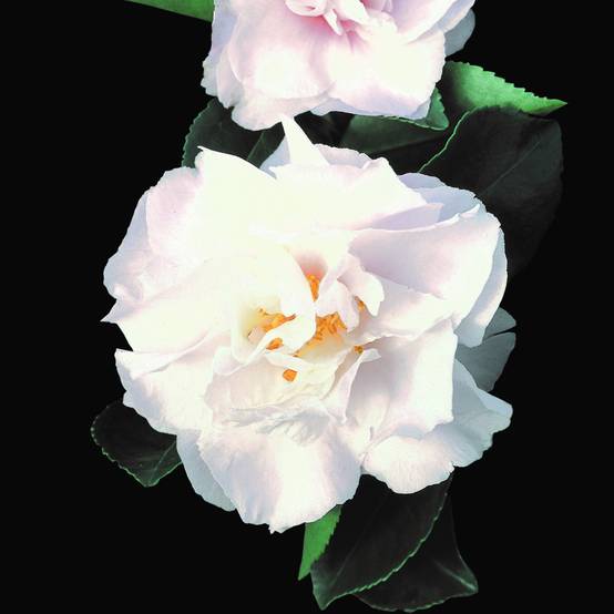 Camélia d'automne - Camellia sasanqua Waterfall White Pot de 4L/5L - Image 1