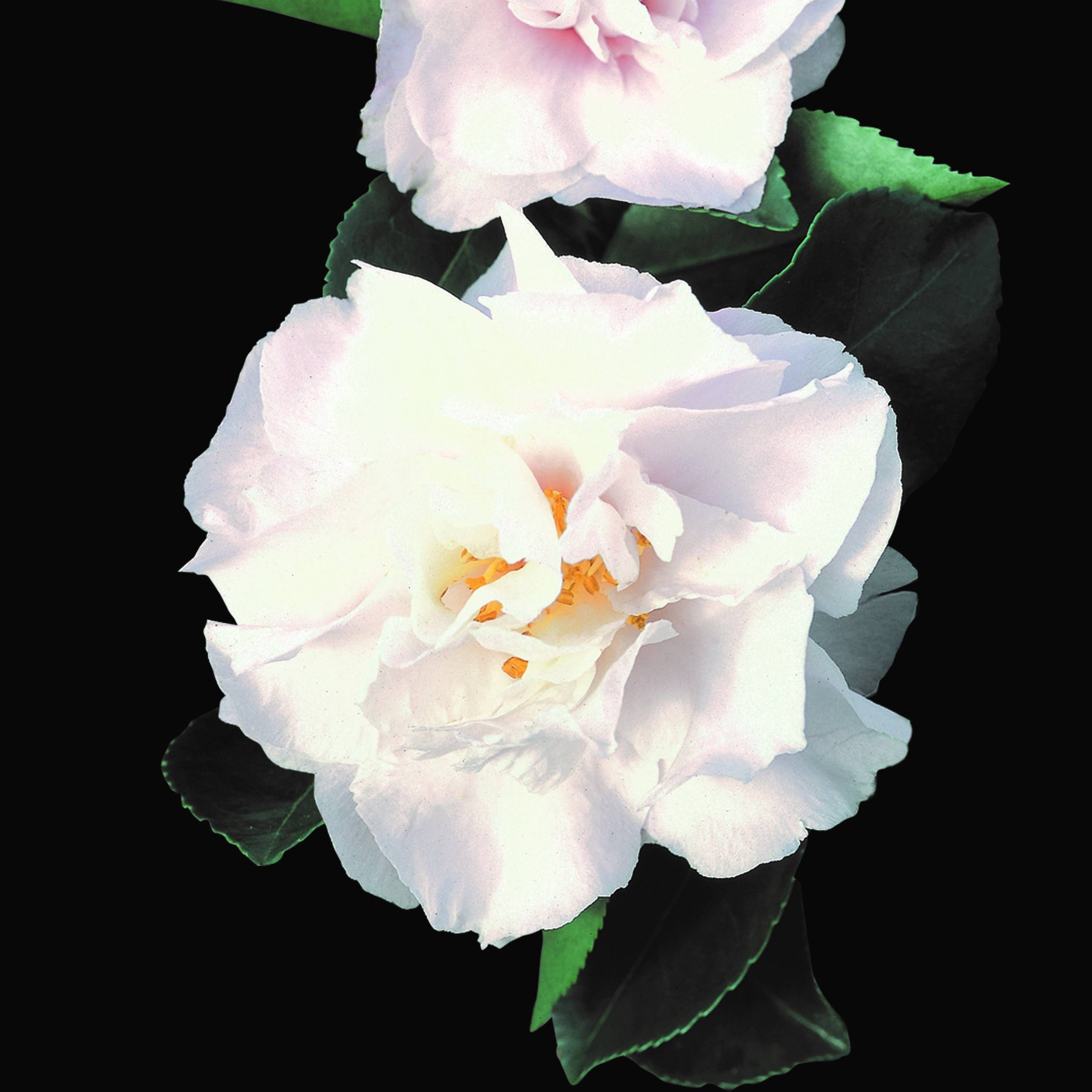 Camélia d'automne - Camellia sasanqua Waterfall White Pot de 4L/5L - Image 1