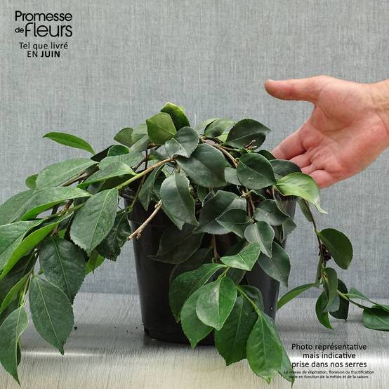 Camélia d'automne - Camellia sasanqua Waterfall White Pot de 4L/5L - Image 2