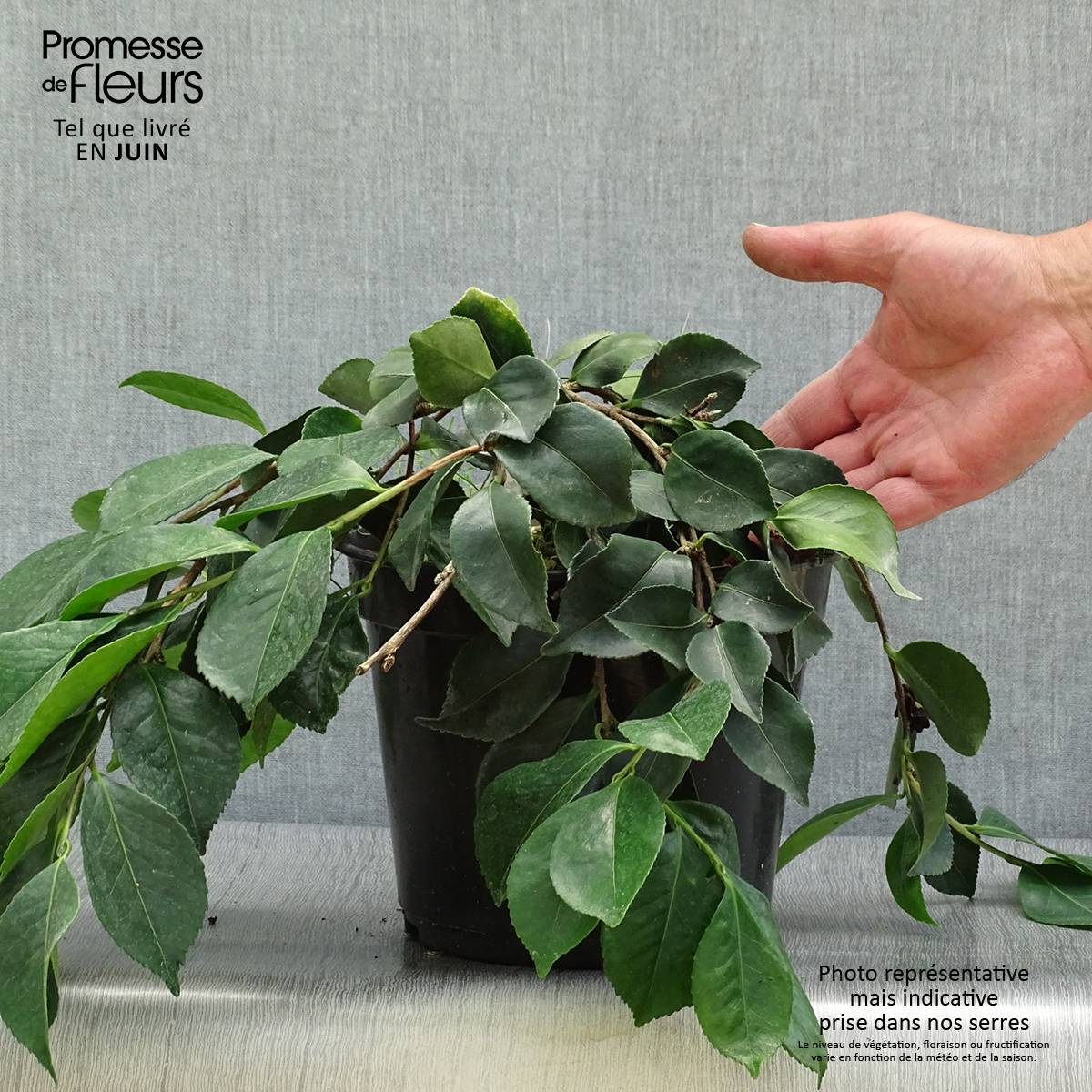 Camélia d'automne - Camellia sasanqua Waterfall White Pot de 4L/5L - Image 2