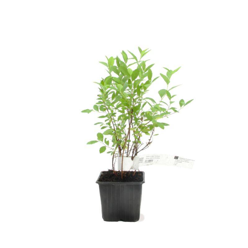 Spirée du Japon 'Little Princess' (Spiraea japonica 'Little Princess') - Godet - Taille 10/15cm - Pépinières Naudet - Imagen 2