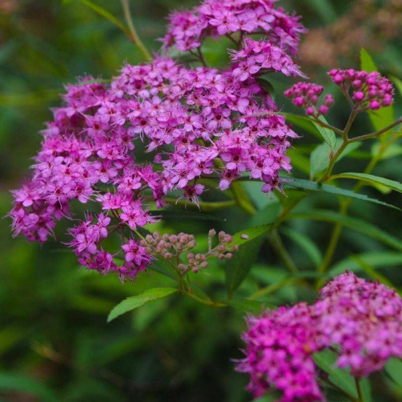 Spirée du Japon 'Little Princess' (Spiraea japonica 'Little Princess') - Godet - Taille 10/15cm - Pépinières Naudet - Imagen 1