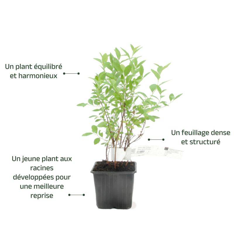 Spirée du Japon 'Little Princess' (Spiraea japonica 'Little Princess') - Godet - Taille 10/15cm - Pépinières Naudet - Imagen 3