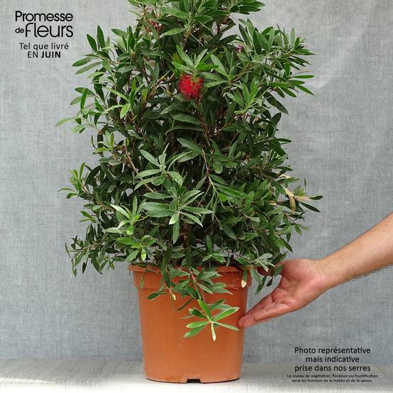 Callistemon citrinus Splendens - Rince-bouteille Pot de 7,5L/10L - Image 2