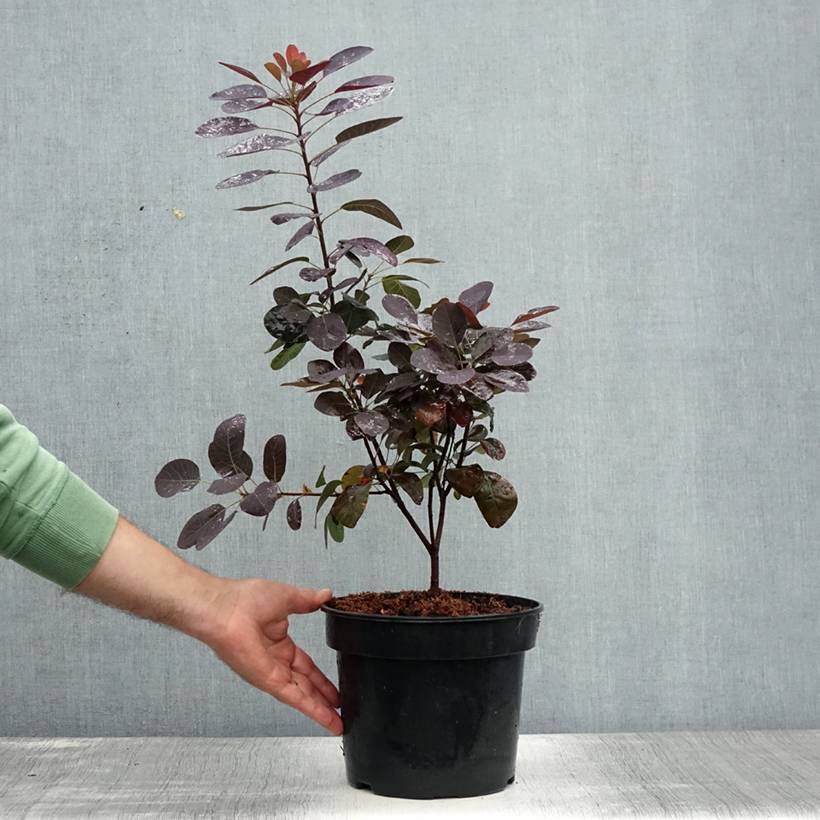 Cotinus coggygria Royal Purple - Arbre à perruque  Pot de 4L/5L - Image 2