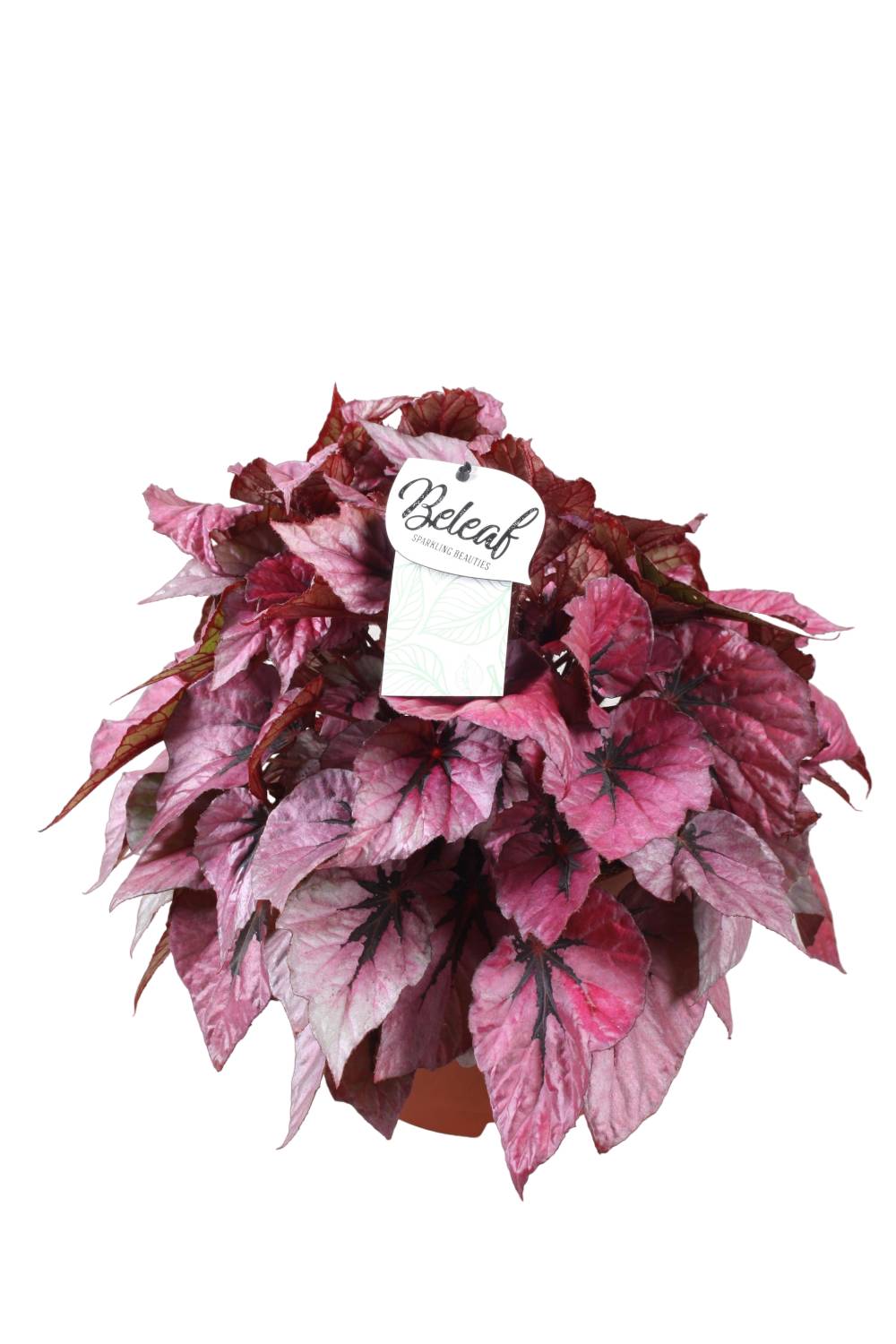 Begonia Beleaf 'Indian Summer' 32cm - Plante d'intérieur- La Green Touch