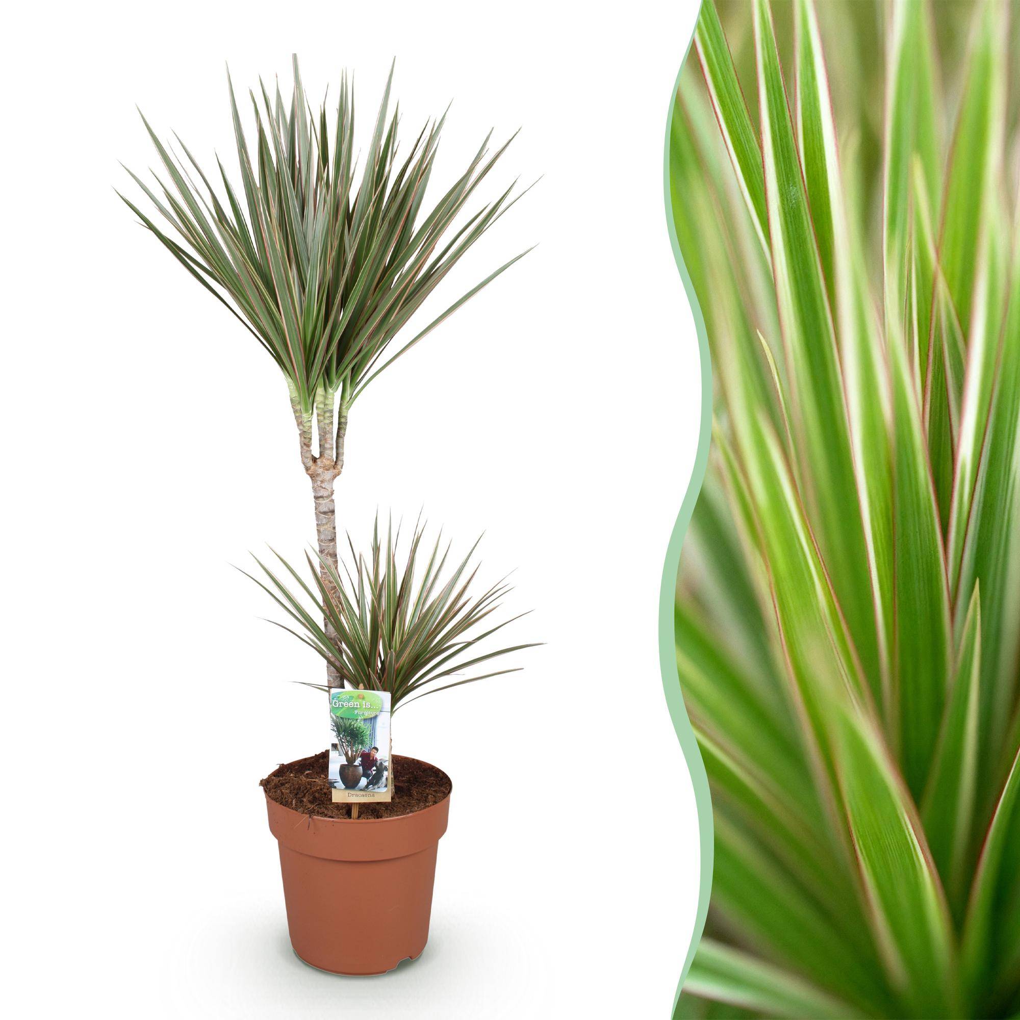 Dracaena Marginata Bicolor - Pot de 21cm - Sans cache-pot - Plantes d'intérieur