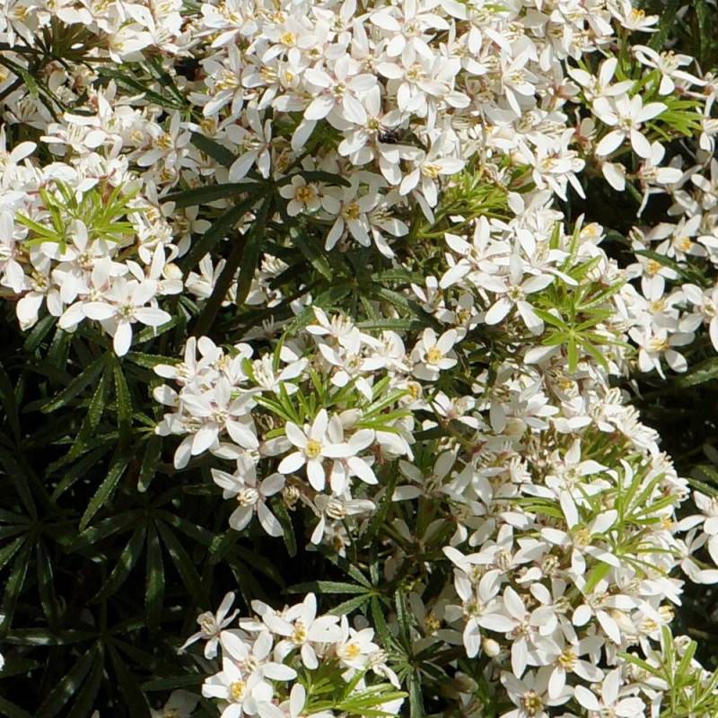 Oranger du Mexique White Dazzler® 'londaz' à fleurs Blanche - feuillage Persistant - Pot de 3L - 40/60 cm-  hauteur à maturité De 1,00 m à 1,50 m - Imagen 2