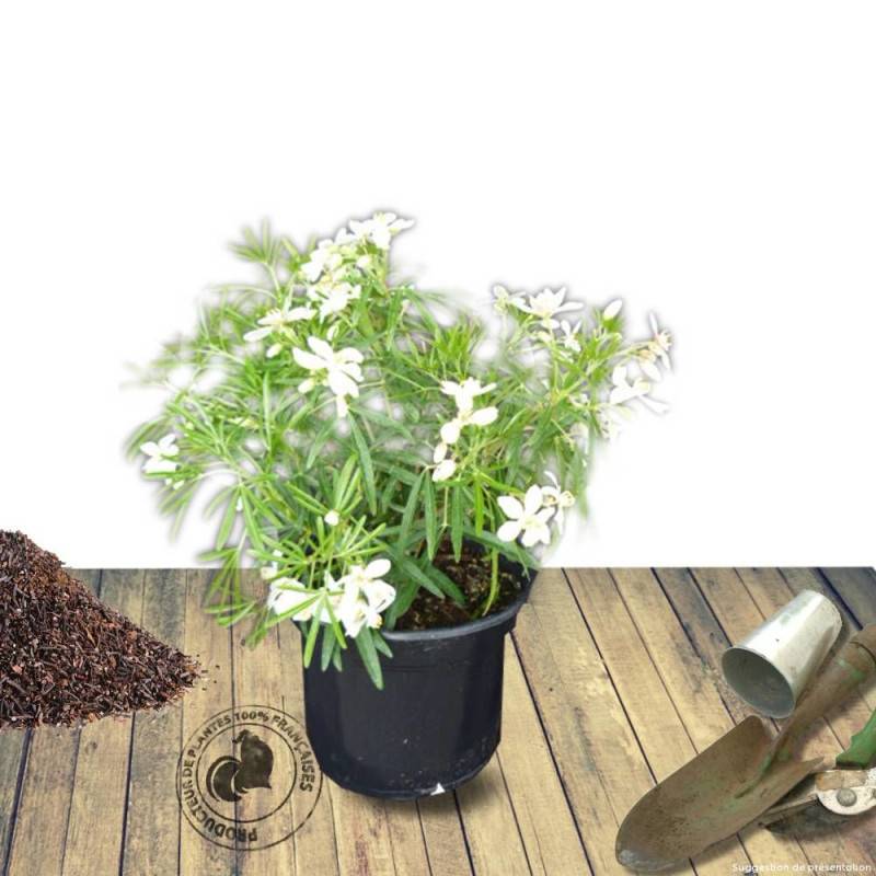 Oranger du Mexique White Dazzler® 'londaz' à fleurs Blanche - feuillage Persistant - Pot de 3L - 40/60 cm-  hauteur à maturité De 1,00 m à 1,50 m - Imagen 8