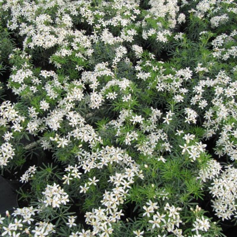 Oranger du Mexique White Dazzler® 'londaz' à fleurs Blanche - feuillage Persistant - Pot de 3L - 40/60 cm-  hauteur à maturité De 1,00 m à 1,50 m - Imagen 4