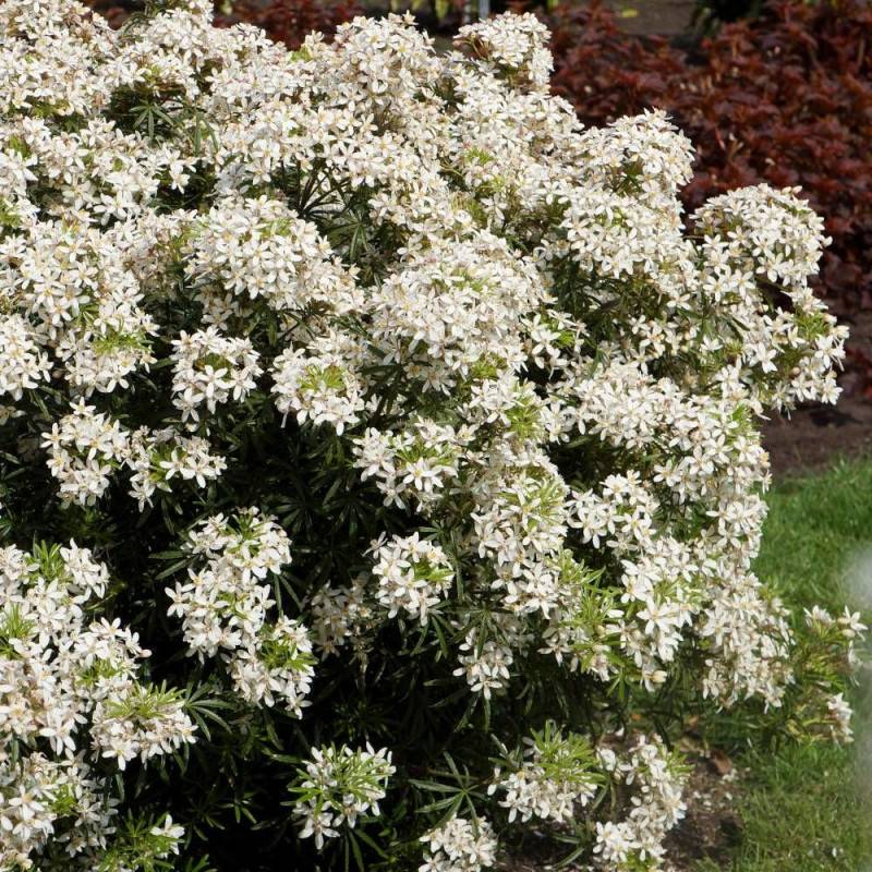 Oranger du Mexique White Dazzler® 'londaz' à fleurs Blanche - feuillage Persistant - Pot de 3L - 40/60 cm-  hauteur à maturité De 1,00 m à 1,50 m - Imagen 1