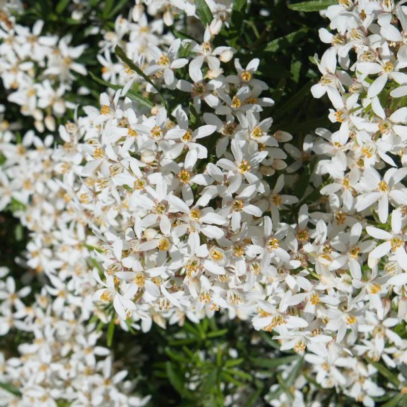 Oranger du Mexique White Dazzler® 'londaz' à fleurs Blanche - feuillage Persistant - Pot de 3L - 40/60 cm-  hauteur à maturité De 1,00 m à 1,50 m - Imagen 6