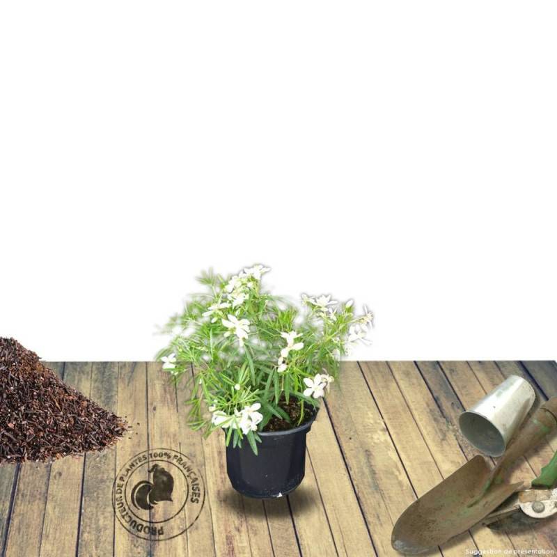 Oranger du Mexique White Dazzler® 'londaz' à fleurs Blanche - feuillage Persistant - Pot de 3L - 40/60 cm-  hauteur à maturité De 1,00 m à 1,50 m - Imagen 7