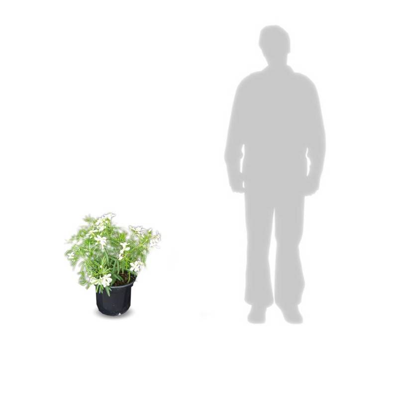 Oranger du Mexique White Dazzler® 'londaz' à fleurs Blanche - feuillage Persistant - Pot de 3L - 40/60 cm-  hauteur à maturité De 1,00 m à 1,50 m - Imagen 10