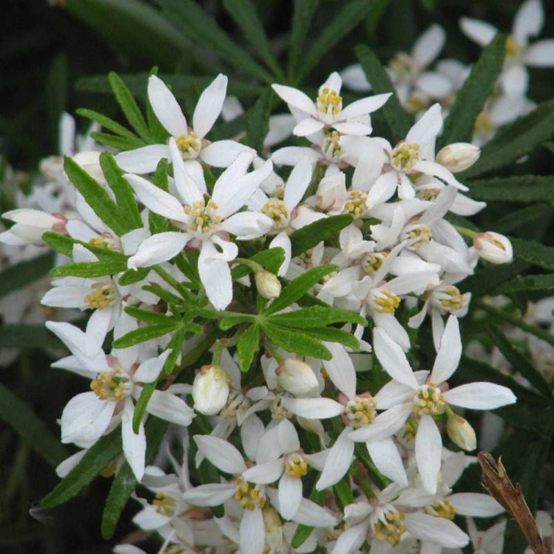 Oranger du Mexique White Dazzler® 'londaz' à fleurs Blanche - feuillage Persistant - Pot de 3L - 40/60 cm-  hauteur à maturité De 1,00 m à 1,50 m - Imagen 5