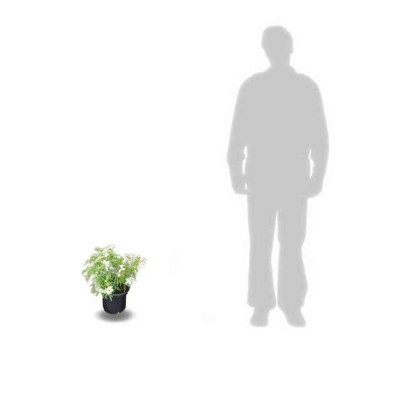 Oranger du Mexique White Dazzler® 'londaz' à fleurs Blanche - feuillage Persistant - Pot de 3L - 40/60 cm-  hauteur à maturité De 1,00 m à 1,50 m - Imagen 9
