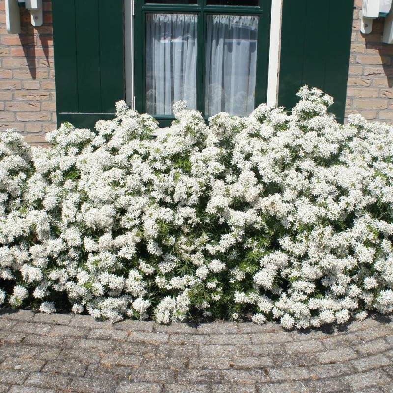 Oranger du Mexique White Dazzler® 'londaz' à fleurs Blanche - feuillage Persistant - Pot de 3L - 40/60 cm-  hauteur à maturité De 1,00 m à 1,50 m - Imagen 3