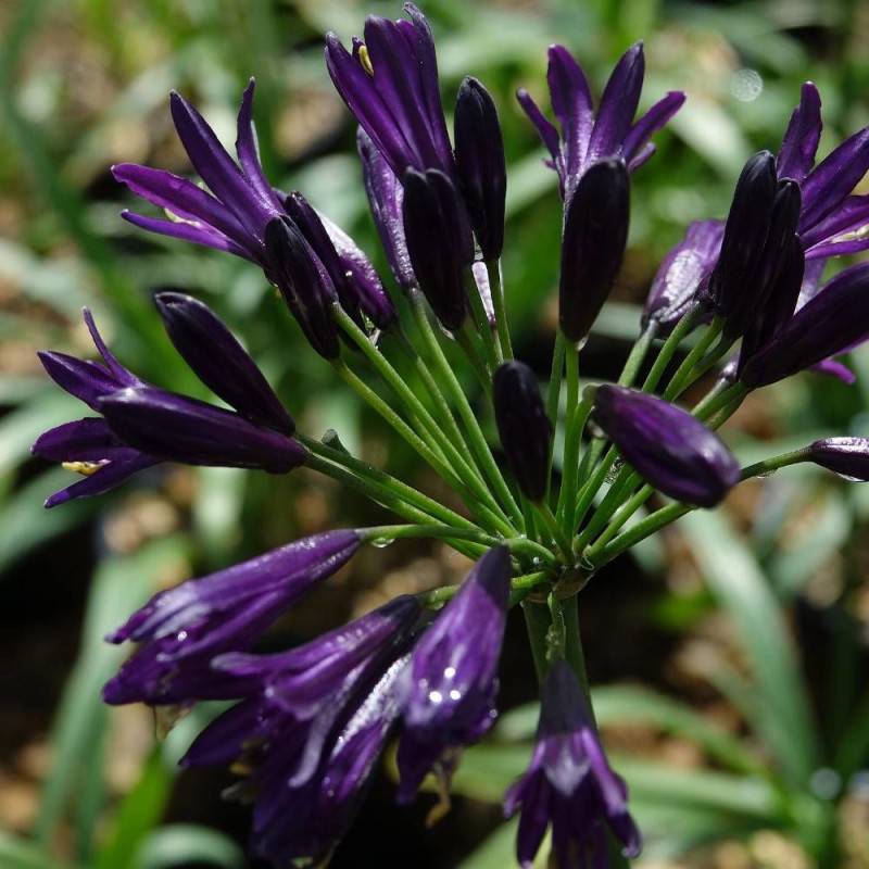 Agapanthe Pitchoune® Violet 'Mill04' à fleurs Violette/ - feuillage Semi-Persistant - Pot de 4L - 40/60 cm - Imagen 1