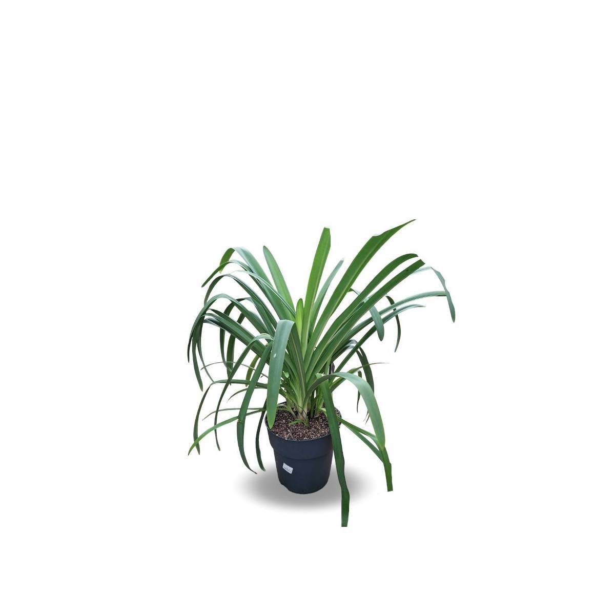 Agapanthe Pitchoune® Violet 'Mill04' à fleurs Violette/ - feuillage Semi-Persistant - Pot de 4L - 40/60 cm - Imagen 5