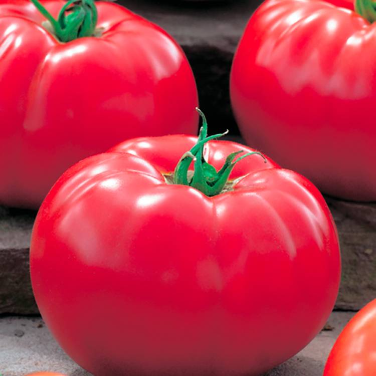 Plant de tomate ronde Supersteak f1  pot de 0,5 litre - Image 1