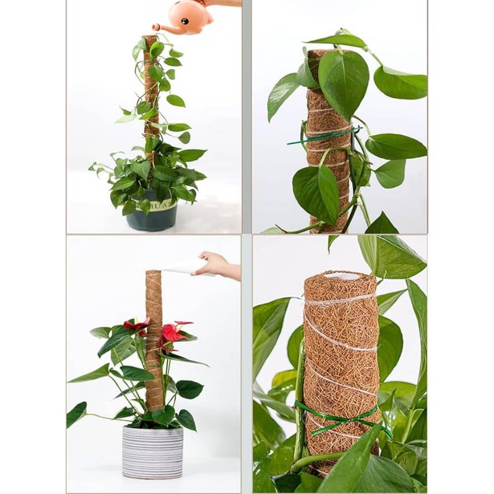 Lot De 4 Tuteurs En Coco Pour Plantes - Image 4
