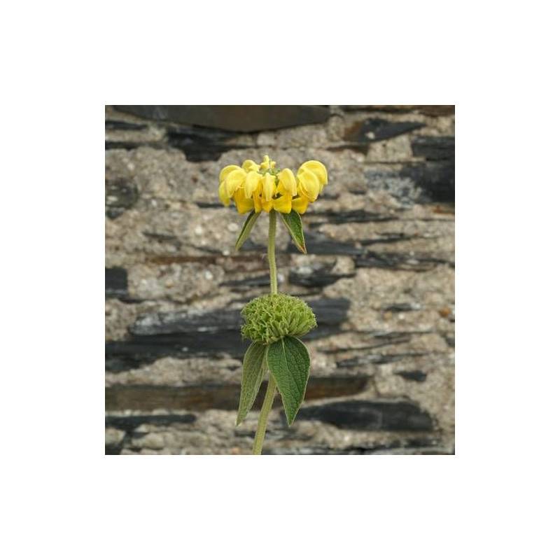 Sauge de Jérusalem Edward Bowles à fleurs Jaune/ - feuillage Persistant - Godet - 5/20 cm - Imagen 1