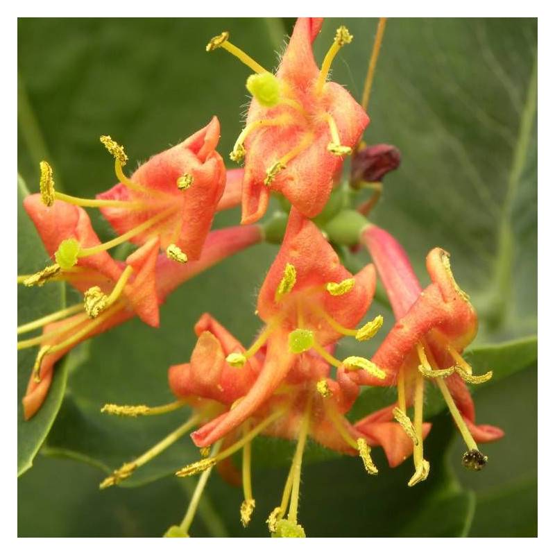 Chèvrefeuille Firecracker® à fleurs Rose - feuillage Semi-Persistant - Godet - 5/20 cm-  hauteur à maturité De 2,00 m à 2,50 m - Imagen 2