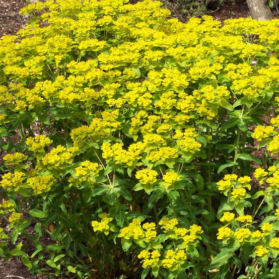 Euphorbia wallichii - Euphorbe Godet de 8/9 cm
