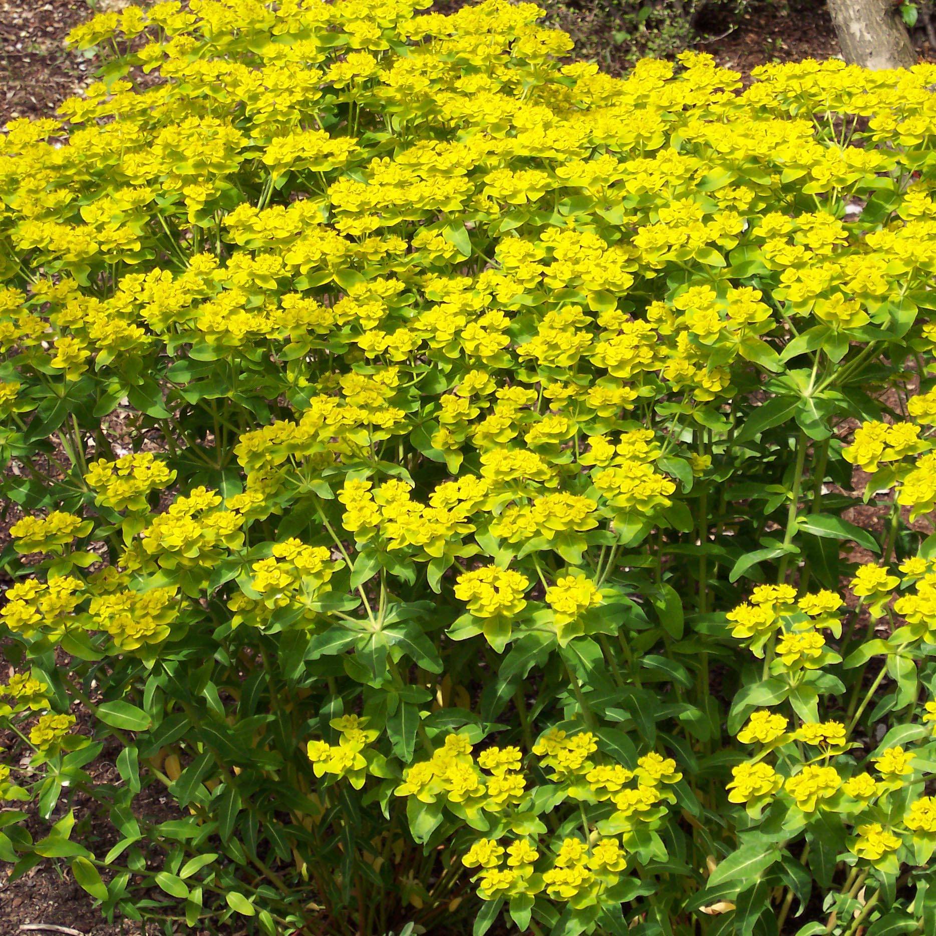 Euphorbia wallichii - Euphorbe Godet de 8/9 cm