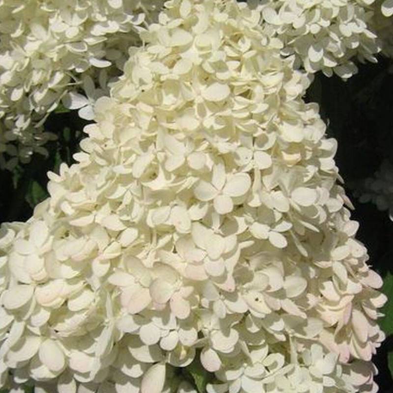 Hortensia paniculata Magical® Sweet Summer 'Bokrathirteen', Hydrangea paniculata à fleurs Rouge - feuillage Caduc - Pot de 1,5L - 10/20 cm-  hauteur à - Imagen 7