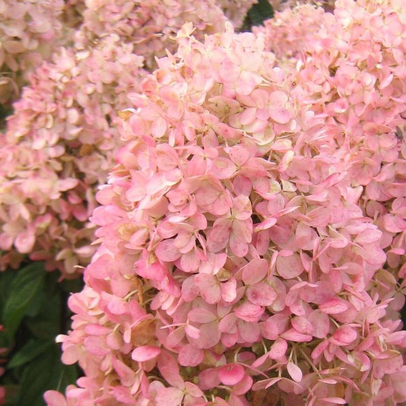 Hortensia paniculata Magical® Sweet Summer 'Bokrathirteen', Hydrangea paniculata à fleurs Rouge - feuillage Caduc - Pot de 1,5L - 10/20 cm-  hauteur à - Imagen 8