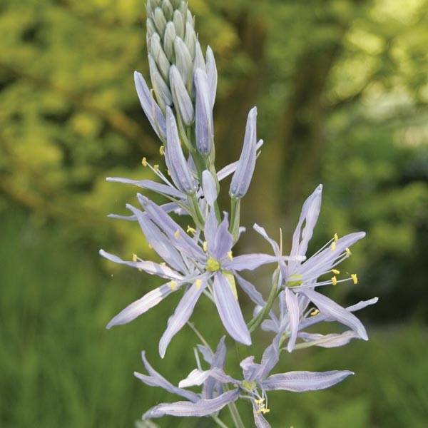 Promesse de Fleurs - Camassia cusickii Boîte calibre 14+ (par 5)