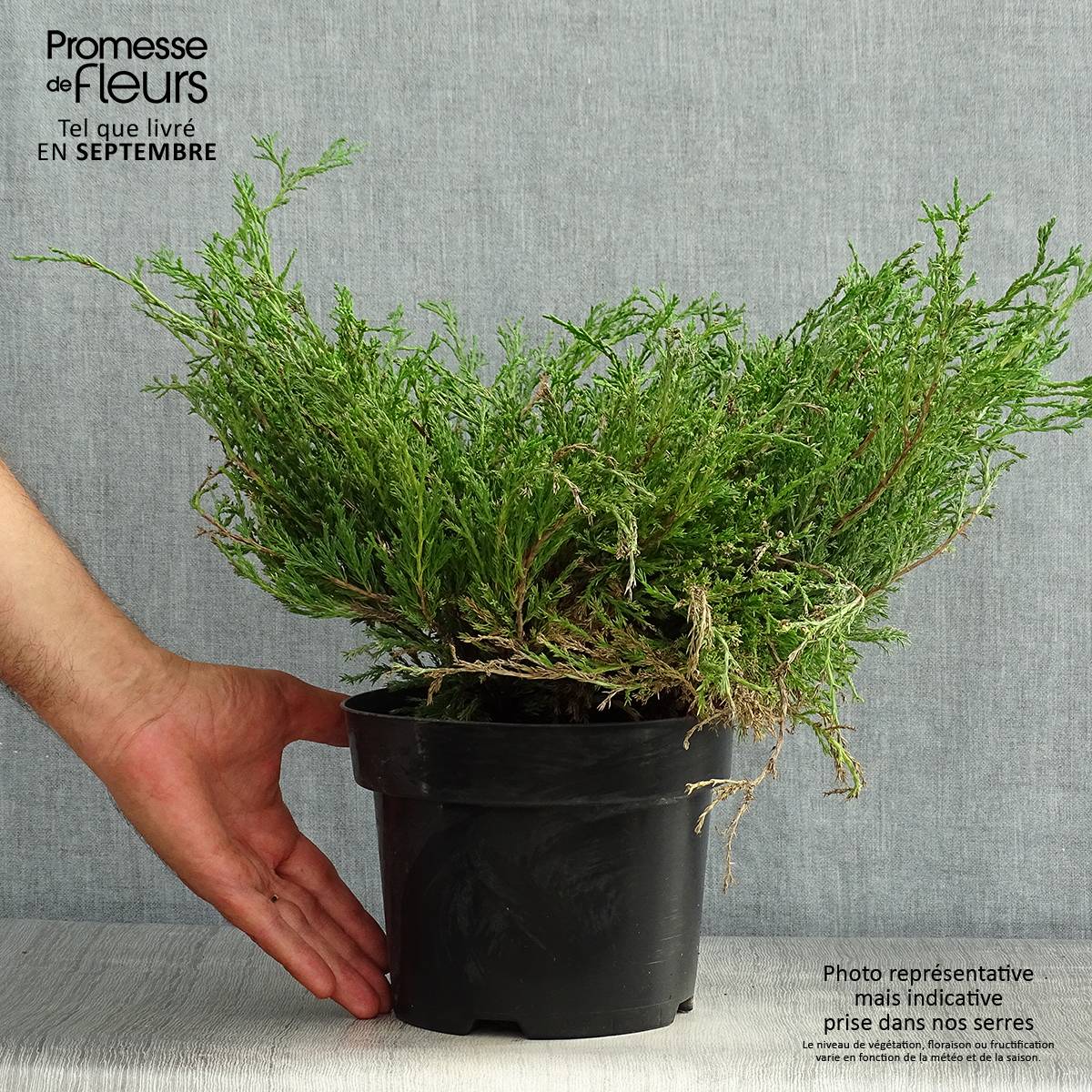 Promesse de Fleurs - Genévrier horizontal - Juniperus horizontalis Andorra Compact Pot de 2L/3L - Image 2