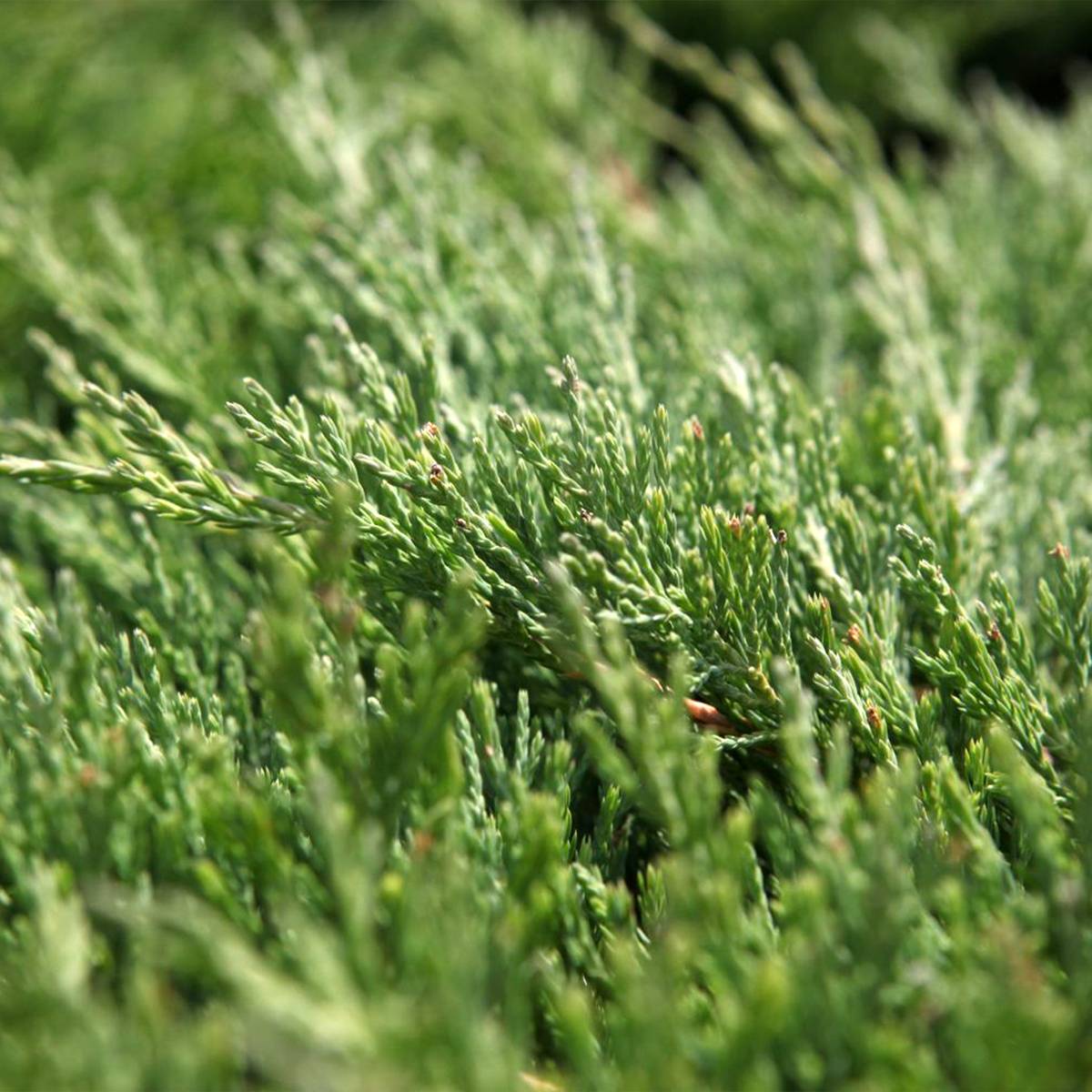 Promesse de Fleurs - Genévrier horizontal - Juniperus horizontalis Andorra Compact Pot de 2L/3L - Image 1