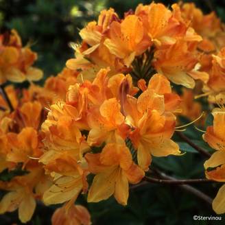Azalée de Chine Hortulanus H Witte - Azalea mollis Pot de 4L/5L