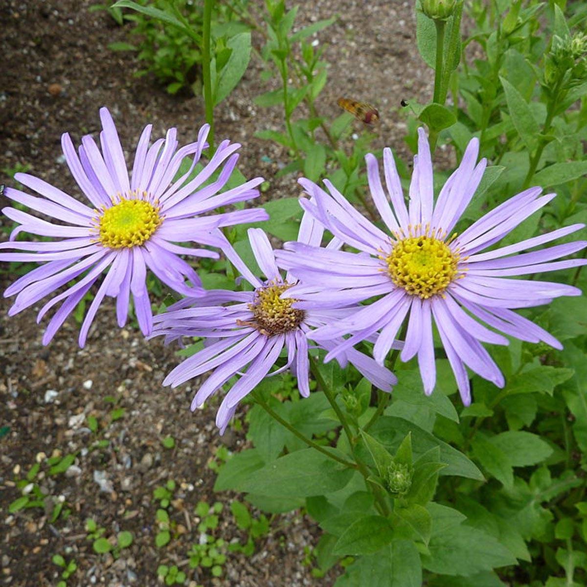 Aster frikartii Mönch - Aster d'automne Pot de 1L/1,5L